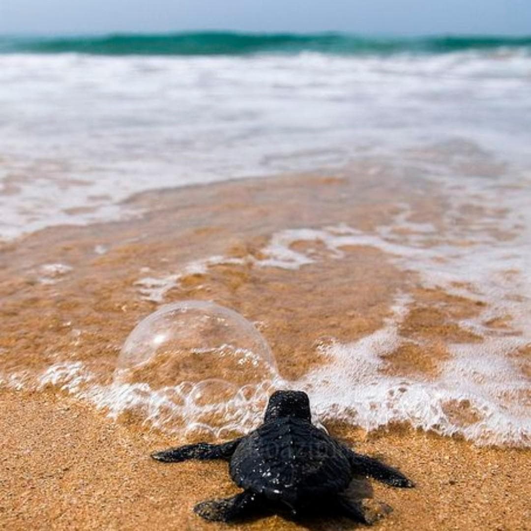 Green Turtle Villa by The Serendipity Collection photo 4