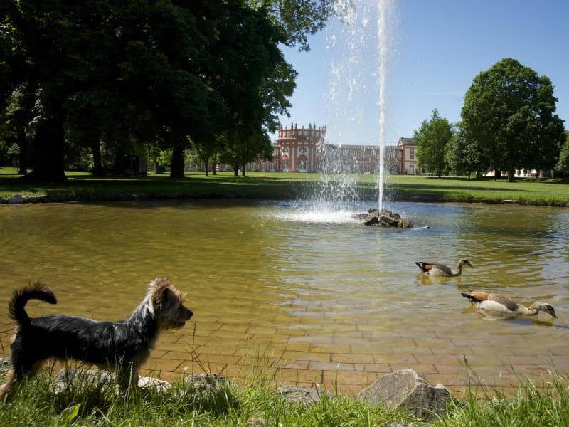 Hotel am Schlosspark photo 4