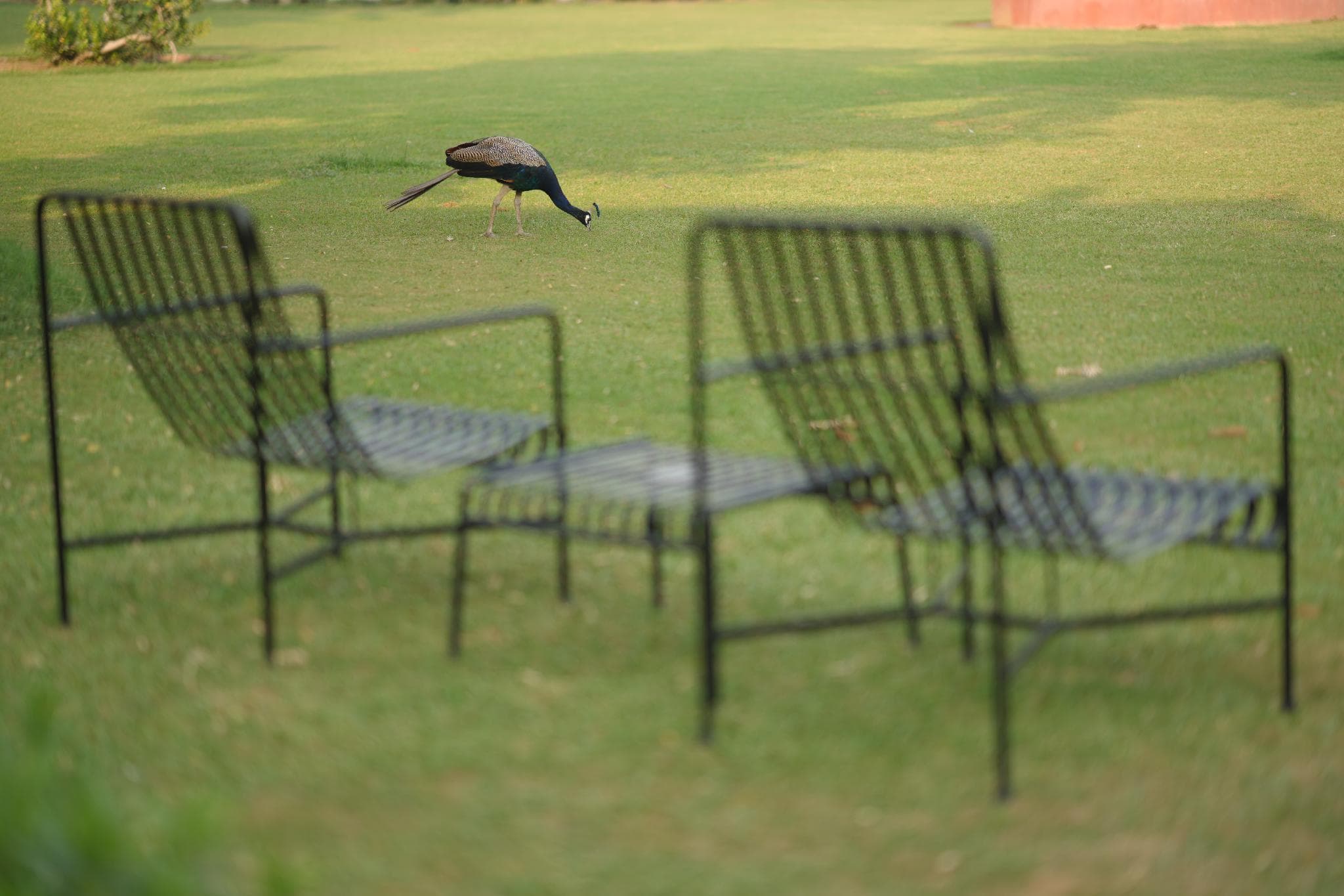 Resort Country Club, Manesar - WorldHotels Distinctive photo 4