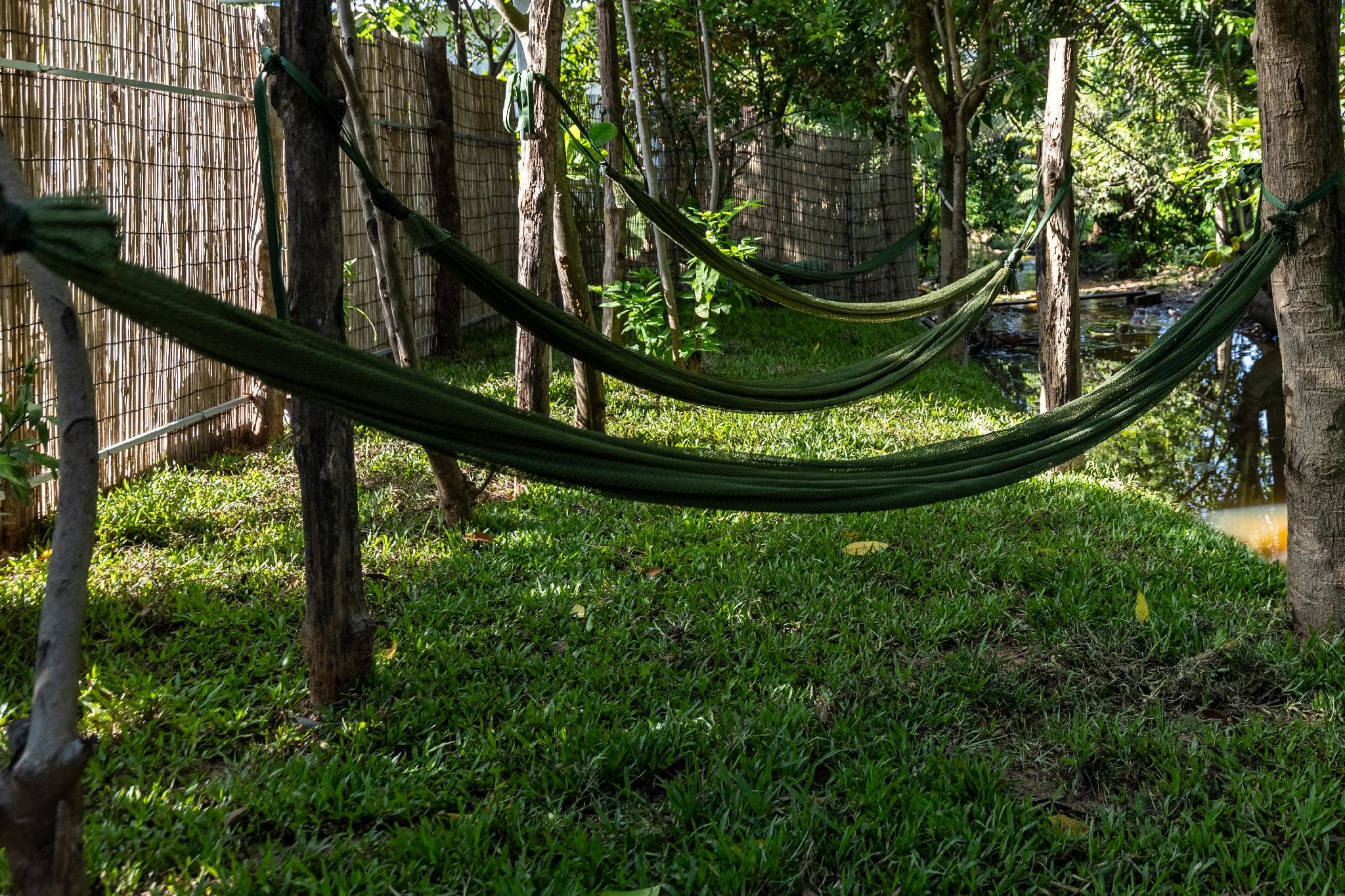 Moringa Tree Maison photo 4