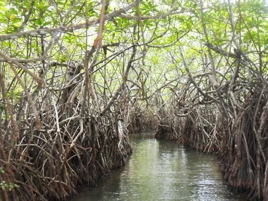 The Mangrove Cave Hotel photo 5
