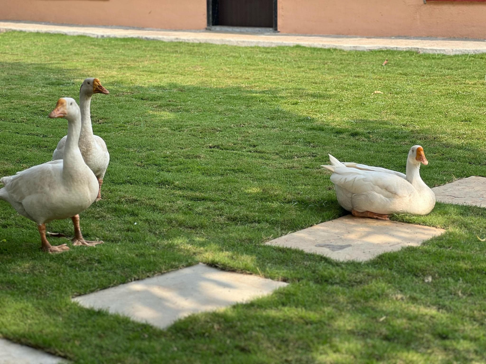 Kusum's Paradise Farm photo 5