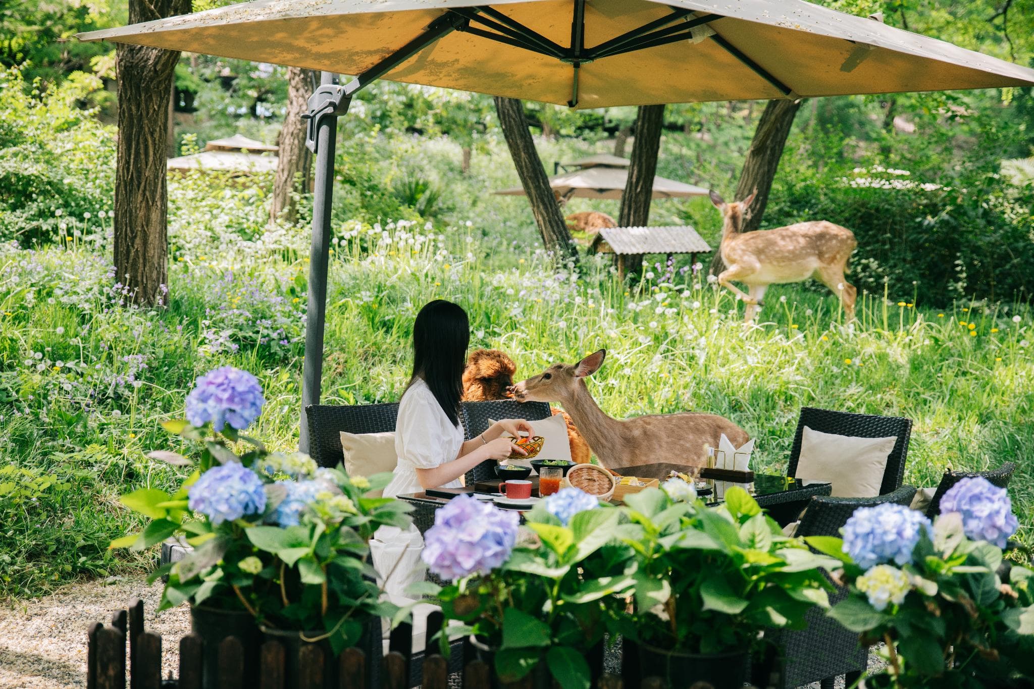Zhi Resort · Beijing -Private Hot Spring&Breakfast with Deer&Landscapes of a Thousand Acres