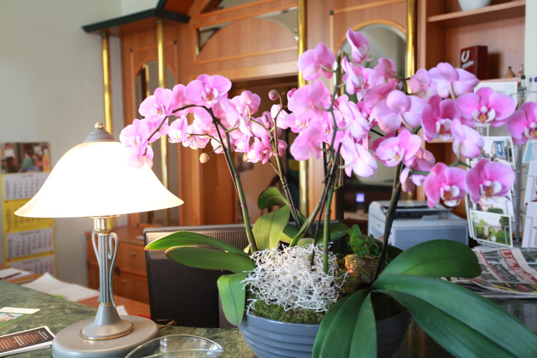 Hotel de Saxe photo 4