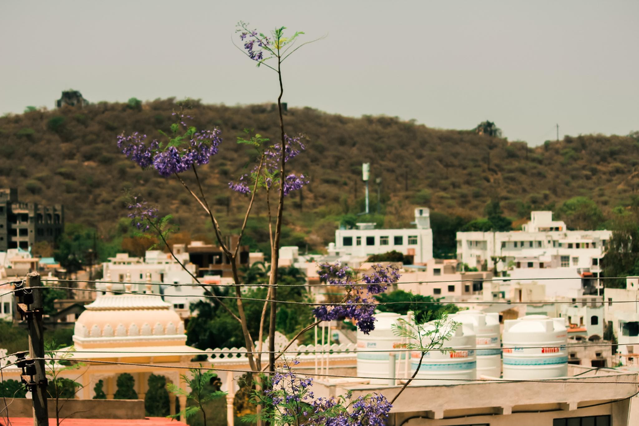 Tripli Udaipur photo 4