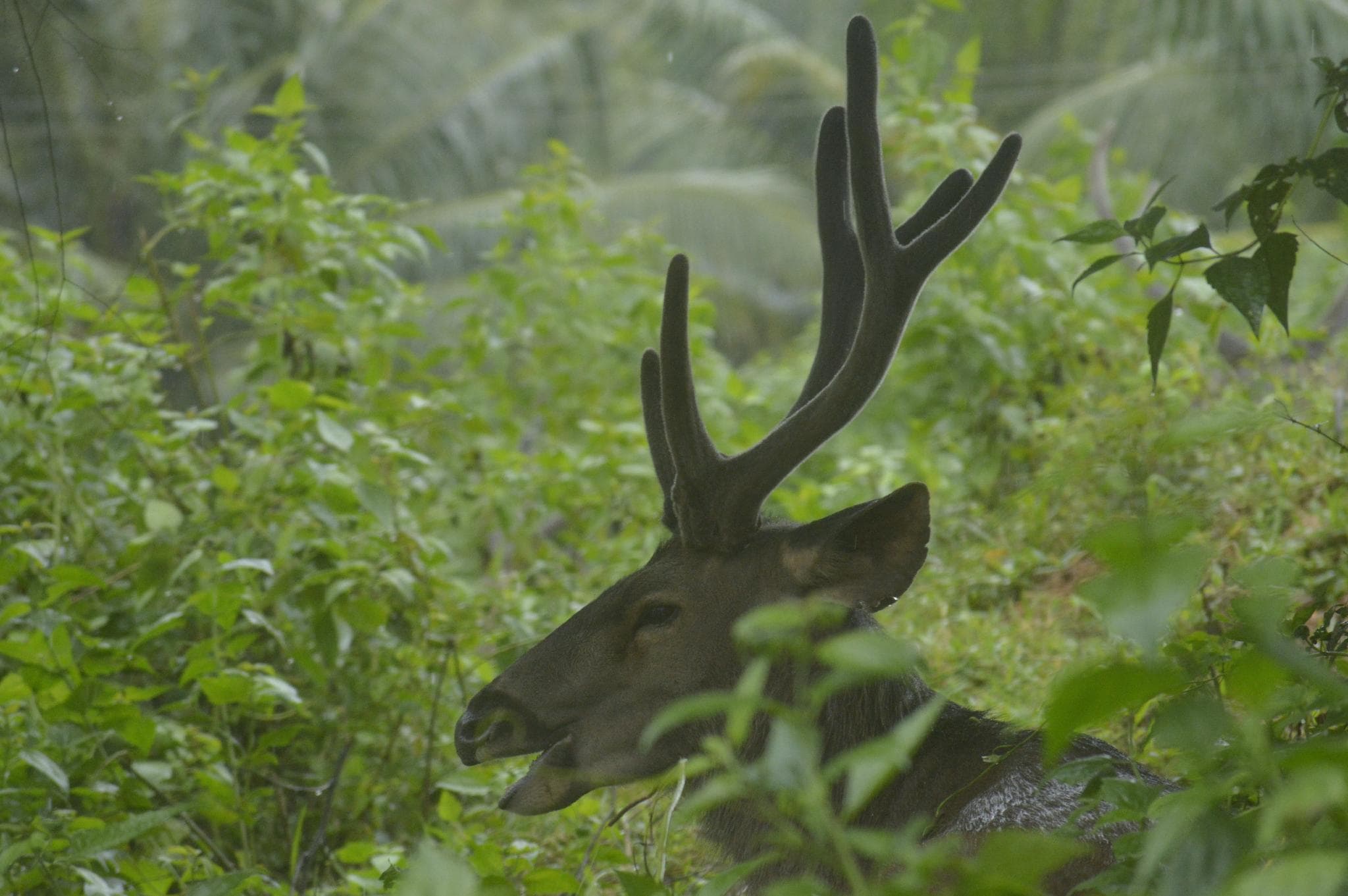 Athirappilly Rainland Resort photo 4