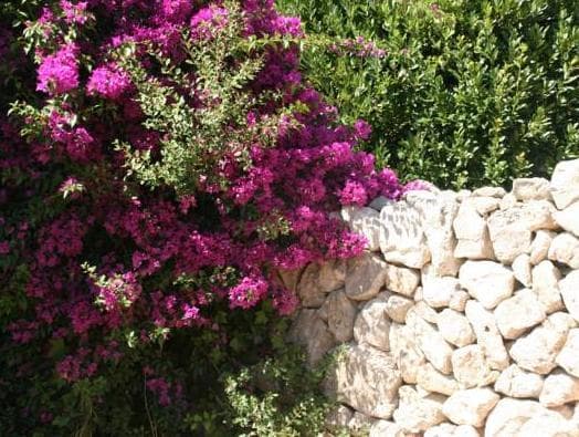 Finca Son Manera photo 4