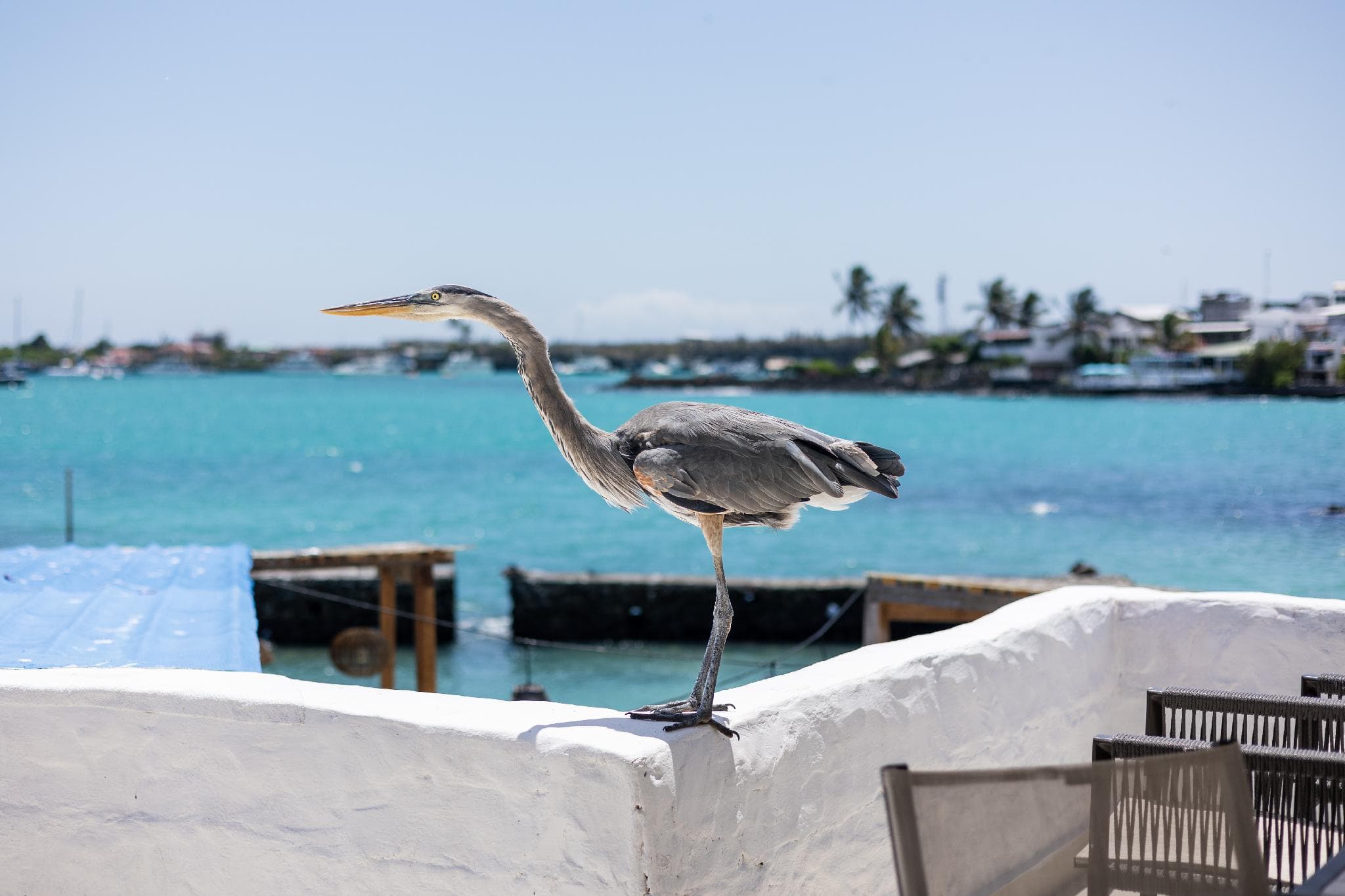 Blu Galapagos Sustainable Waterfront Lodge photo 3