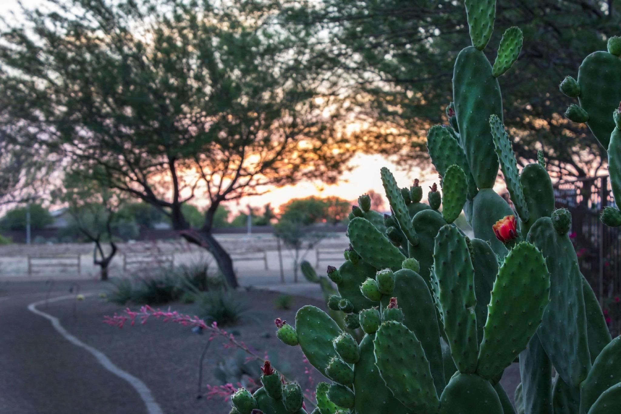 Bluegreen Vacations Cibola Vista Resort and Spa, an Ascend Collection Resort photo 4
