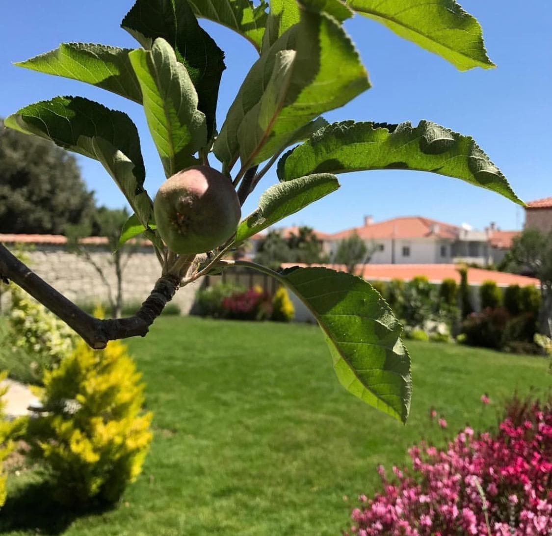 Jakamar Otel Alacati photo 3