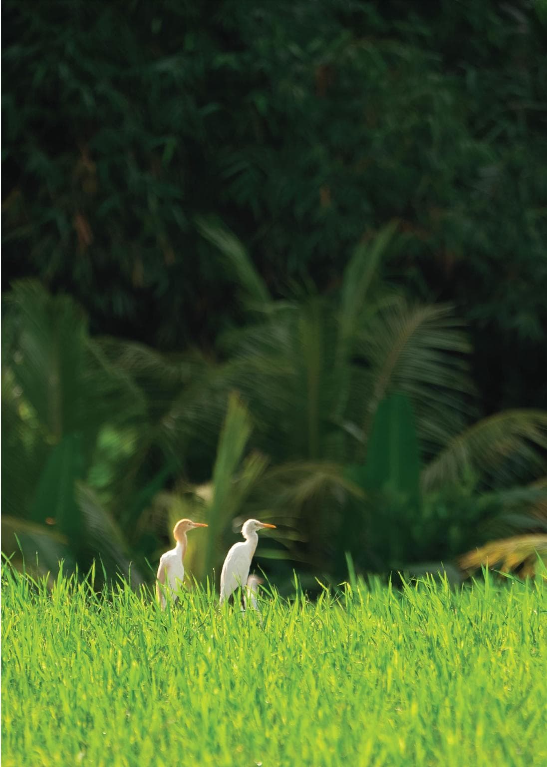 Alila Ubud photo 5