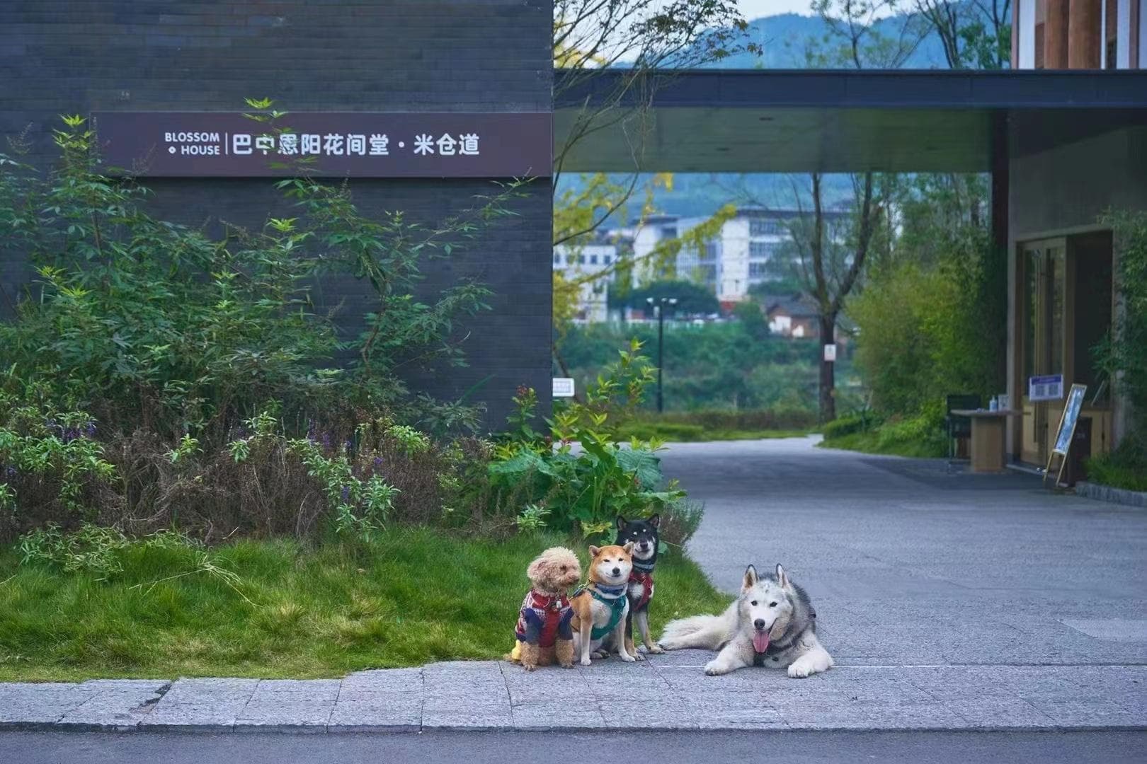 Blossom House Bazhong Enyang Micang Dao photo 5